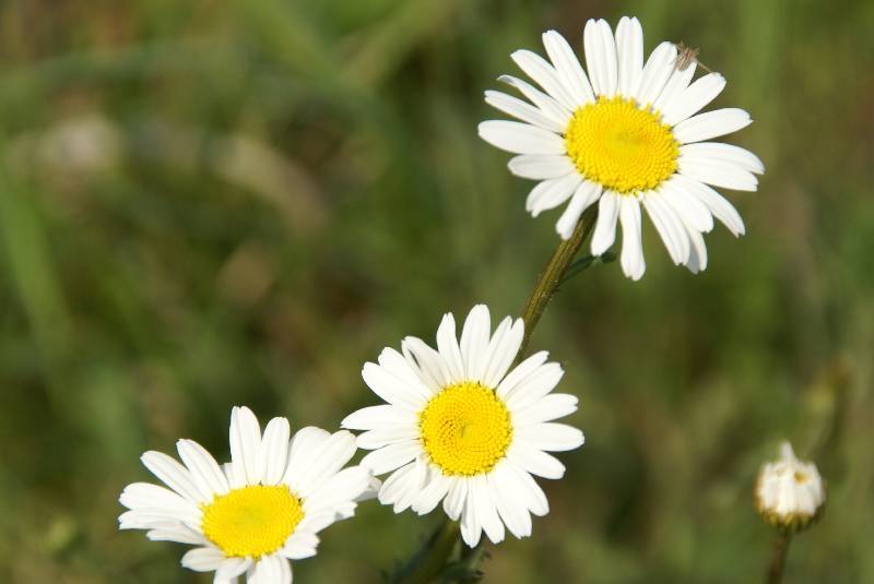 Unser Orchideenpark Bild Nr.064